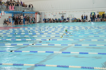 Schwimmbad mit mehreren Bahnen, in denen Athleten schwimmen, umgeben von Zuschauern auf der Tribüne.