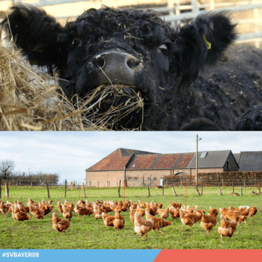 Nahaufnahme eines schwarzen Kalbs, das Heu frisst; im Hintergrund eine Gruppe von Hühnern auf grüner Wiese vor einem Bauernhof.