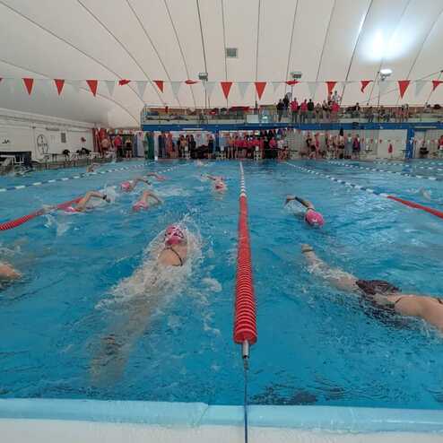Schwimmerinnen mit rosa Badekappen trainieren in einem Hallenbad mit roten Wettkampfbahnen unter einem hohen Zelt.