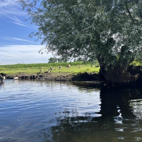 Blick auf einen Teich mit einem Schwan, der fliegt, umgeben von Gänsen und einem Baum am Ufer.