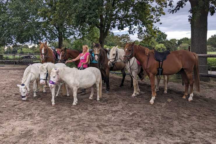 Sechs Ponys stehen auf einem Reitplatz, während eine Person in pinker Kleidung sie betreut.